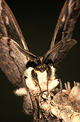 Insect, Insects, lepidoptera, Arthropod, Arthropods, insecta, larva, larvae, Caterpillar, Caterpillars, moth, moths, gum moth, gum moths, white-stemmed, white-stemmed gum moth, white-stemmed gum moths, chelepteryx, collesi, chelepteryx collesi, whitestemmed, white stemmed, white stemmed gum moth, white stemmed gum moths.