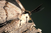 Insect, Insects, lepidoptera, Arthropod, Arthropods, insecta, larva, larvae, Caterpillar, Caterpillars, moth, moths, gum moth, gum moths, white-stemmed, white-stemmed gum moth, white-stemmed gum moths, chelepteryx, collesi, chelepteryx collesi, whitestemmed, white stemmed, white stemmed gum moth, white stemmed gum moths.