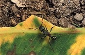 Insect, insects, ant, ants, greenhead, greenhead ant, greenhead ants, thytidoponera.