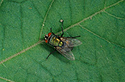 Insect, Insects, Arthropod, Arthropods, insecta, flies, fly, Blowfly, blowflies, Lucilia, diptera.