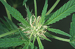 Herb, herbs, annual herb, annual herbs, cannabaceae, marijuana, narcotic, narcotics, drug, drugs, hemp, hemp plant, hemp plants, hallucinogens, grass, cannabis, cannabis sativa.