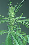 Herb, herbs, annual herb, annual herbs, cannabaceae, marijuana, narcotic, narcotics, drug, drugs, hemp, hemp plant, hemp plants, hallucinogens, grass, cannabis, cannabis sativa.