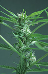 Herb, herbs, annual herb, annual herbs, cannabaceae, marijuana, narcotic, narcotics, drug, drugs, hemp, hemp plant, hemp plants, hallucinogens, grass, cannabis, cannabis sativa.