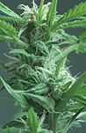 Herb, herbs, annual herb, annual herbs, cannabaceae, marijuana, narcotic, narcotics, drug, drugs, hemp, hemp plant, hemp plants, hallucinogens, grass, cannabis, cannabis sativa.