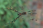 Arachnid, Arachnids, spider, spiders, orb weaver, orb weavers, orb-weaver, orb-weavers, orb weaver spiders, orb weaving spiders, orb-weaver spider, orb-weaver spiders, Nephila, Araneae, Arachnida, golden orb-weaver, golden orb-weavers, golden orb weaver, golden orb weavers.