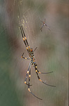 Arachnid, Arachnids, spider, spiders, orb weaver, orb weavers, orb-weaver, orb-weavers, orb weaver spiders, orb weaving spiders, orb-weaver spider, orb-weaver spiders, Nephila, Araneae, Arachnida, golden orb-weaver, golden orb-weavers, golden orb weaver, golden orb weavers.