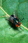 Insect, Insects, Arthropod, Arthropods, insecta, flies, fly, Blowfly, blowflies, Lucilia, diptera.