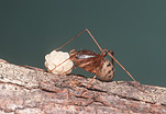 Spider, Spiders, Arachnids, Arachnida, Araneae, spitting spider, spitting spiders, European spitting spiders, Scytodes thoracica, eggs.