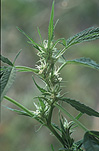 Herb, herbs, annual herb, annual herbs, cannabaceae, marijuana, narcotic, narcotics, drug, drugs, hemp, hemp plant, hemp plants, hallucinogens, grass, cannabis, cannabis sativa.