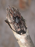 Spider, Spiders, Arachnid, Arachnids, sac spiders, sac spider, white-tailed spider, white-tailed spiders, white tailed spider, white tailed spiders, dangerous spiders, poisonous spiders, Elsevier.