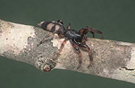Spider, Spiders, Arachnid, Arachnids, sac spiders, sac spider, white-tailed spider, white-tailed spiders, white tailed spider, white tailed spiders, dangerous spiders, poisonous spiders, Elsevier.