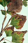 Salt, toxicity, salt toxicity, poplar, poplars, poplar tree, poplar trees, lombardy, lombardy poplar, lombardy poplars, lombardy poplar tree, lombardy poplar trees, tree, trees, populus, nigra, populus nigra.