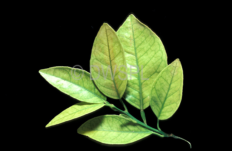 A ROYALTY FREE IMAGE OF IRON DEFICIENCY ON CITRUS LEAVES