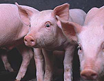 Agriculture, livestock, pig, animal, animals, pigs, meat industry, meat trade, piglet, piglets, baby animal, baby animals, young animal, young animals, cute animal, cute animals, litter, litters.