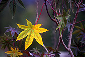 Australia, tree, trees, autumn, autumn foliage, autumn scene, autumn scenes, leaf, leaves, autumn leaf, autumn leaves.
