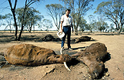 Climate, occupation, occupations, weather, drought, drought scene, drought scenes, disaster, disasters, natural, natural disasters, livestock, animal, animals, cattle, meat industry, meat trade, cattle, meat industry, meat trade, cattle, cow, cows, farmer, farmers, dead, dead animal, dead animals, australia, man, men, male, males, outdoors, occupation, occupations, akubra, akubras, akubra hat, akubra hats.