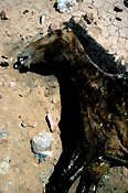 Australia, Australian, Australian desert, Australian deserts, climate, weather, drought, drought scene, drought scenes, disaster, disasters, natural disaster, natural disasters, horse, horses, brumby, brumbies, desert, deserts, desert scenes, animal, animals, dead animal, dead animals, dead, australia, northern territory, nt, natural.