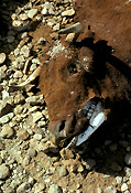 Climate, weather, drought, drought scene, drought scenes, natural disasters, cow, cows, animal, animals, cattle, meat industry, meat trade, livestock, NT, Northern Territory, dead, dead animal, dead animals, australia.