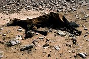 Australia, Australian, Australian desert, Australian deserts, climate, weather, drought, drought scene, drought scenes, disaster, disasters, natural disaster, natural disasters, horse, horses, brumby, brumbies, desert, deserts, desert scenes, animal, animals, dead animal, dead animals, dead, australia, northern territory, nt, natural.