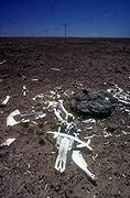 Climate, weather, drought, drought scene, drought scenes, disasters, natural disasters, bones, Barkly tableland, dead, dead animal, dead animals, australia, bone.