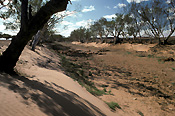 Climate, weather, drought, drought scene, drought scenes, disaster, disasters, natural disaster, natural, natural disasters, river, rivers, dead, dead animal, dead animals, australia, animal, animals.