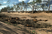 Climate, weather, drought, drought scene, drought scenes, disaster, disasters, natural disaster, natural, natural disasters, river, rivers, dead, dead animal, dead animals, australia, animal, animals, northern territory, nt, outback, australian outback, outback australia, tree, trees.