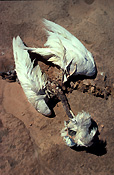 Australia, Australian, Australian desert, Australian deserts, outback, australian outback, outback australia, climate, weather, drought, drought scene, drought scenes, disaster, disasters, natural, natural disaster, natural disasters, animal, animals, dead, dead animal, dead animals, bird, birds, australian bird, australian birds, bone, bones, bore, bores, yandama, yandama bore, simpson, simpson, simpson desert, desert, deserts, desert scenes.