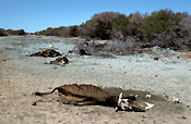 Australia, Australian, Australian desert, Australian deserts, climate, weather, drought, drought scene, drought scenes, disasters, natural disasters, cow, cows, cattle, livestock, animal, animals, dead, dead animal, dead animals, australia, northern territory, nt, disaster, natural disaster, natural, desert, deserts, desert scenes, outback, australian outback, outback australia, river, rivers.