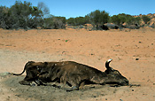 Australia, Australian, Australian desert, Australian deserts, climate, weather, drought, drought scene, drought scenes, disasters, natural disasters, cow, cows, cattle, livestock, animal, animals, dead, dead animal, dead animals, australia, northern territory, nt, disaster, natural disaster, natural, desert, deserts, desert scenes, outback, australian outback, outback australia.