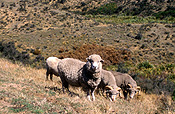 Farming, Farmland, farm, farms, Animal, Animals, sheep, livestock, agriculture, ram, rams, merino, merino ram, merino rams, rural, rural scene, rural scenes, merinos, new zealand, nz, south island, alp, alps, southern alps, mountain, mountains, mountain range, mountain ranges, lake, lakes, coleridge, lake coleridge, lake coleridge basin, craigieburn, craigieburn range, craigieburn ranges.