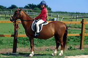 Animal, animals, people, horse, horses, pony, ponies, girl, girls, female, females, horseride, horserides, horseriding, horseriding, helmet, helmets, bridle, bridles, fence, fences, bridle, bridles, Australia, Sport pictures, Sports, balloon images, hot air balloons