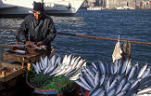 Turkey, istanbul, fishing, fish, fisherman, cleaning fish, people, man, men, male, males.