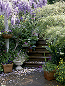 Garden, gardens, courtyard, courtyards, wisteria, step, steps, pot, pots, potted, garden pot, garden pots.