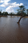 Climate, disaster, disasters, natural disaster, natural disasters, weather, flood, floods, flooding, flooded, river, rivers, water, nsw, new South Wales, tree, trees, australia, tree, trees.