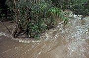 Climate, disaster, disasters, natural disaster, natural disasters, weather, flood, floods, flooding, flooded, river, rivers, water, adelaide river, tree, trees, NT, Northern Territory, Australia, tree, trees, water.