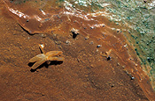 Australia, fossil, fossils, fossilized, insect, insects, moth, moths, organism, organisms, paleontology.