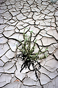 Climate, weather, drought, drought scene, drought scenes, disaster, disasters, natural, naural disaster, natural disasters, mud, cracked mud, dried mud, gorge, gorges, geikie, geikie gorge, wa, western australia, Australia, crack, cracks, cracked, cracking.