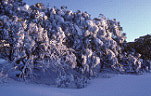 Climate, weather, winter, winter scene, winter scenes, snow, cold, coldness, snow scene, snow scenes, tree, trees, snowy mountains, National Park, National Parks, kosciusko, great dividing range, kosciusko national park, NSW, New South Wales, Australia,