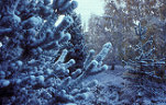 Christmas tree, christmas trees, climate, weather, winter, winter scene, winter scenes, snow, cold, coldness, snow scene, snow scenes, lake tekapo, NZ, new zealand, south island, tree, trees.