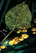Singapore, rainforest, rainforests, forest, forests, bukit timah, bukit timah reserve, fungi, fungus, leaf, leaves.