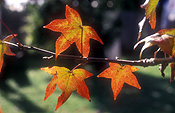 Australia, Autumn, leaf, Autumn leaves, leaves, autumn foliage, autumn tones, tree, trees, autumn scene, autumn scenes.
