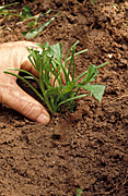 Garden, gardens, gardening, gardener, gardeners, plant, plants, planting, cutting, cuttings, seedling, seedlings, hand, hands.