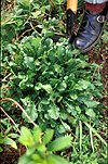Garden, gardens, gardening, gardener, gardeners, dig, digs, digging.