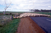 Farming, farm land, rural, rural scene, rural scenes, Farmland, animal, animals, roadblock, roadblock, roadblocks, pen, pens, road block, road blocks, sheep, meat industry, meat trade, road, roads, sealed road, sealed roads, Bicheno, Tas, Tassie, Tasmania, Australia, livestock, Agriculture.