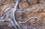 Tree, trees, root, roots, tree roots, canyon, canyons, kings, Kings Canyon, NT, Northern Territory, Australia, rock, rocks, sandstone, sandstone rock, sandstone rocks, Watarrka, Watarrka NP, Watarrka National Park, national park, national parks.