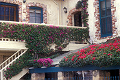 Australia, Architecture, house, houses, bougainvillea, housing, exteriors, Fremantle, WA, Western Australia, window, windows.
