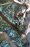 Tree, Trees, Pemberton, Gloucester tree, climb, climbs, climber, climbers, climbing, climbing tree, climbing trees, WA, Western Australia, tree climbing, people, woman, women, female, females, karri, karris, eucalyptus, karri tree, karri trees.