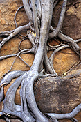 Australia, NT, Northern Territory, Canyon, Canyons, kings, kings canyon, tree, trees, tree root, tree roots, erosion, erode, erodes, eroded, eroding, watarrka, watarrka np, watarrka national park, national park, national parks.