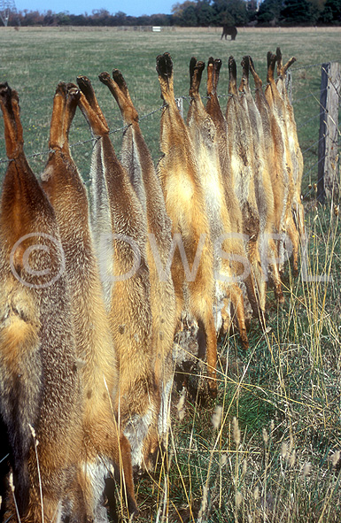 Hunting wild animals in australia