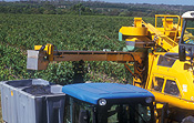 Agriculture, Australia, Fruit, Grape, Grapes, Vine, vines, vineyard, vineyards, grapevine, grapevines, grape vine, grape vines, vitis, industry, wine, wine industry, rural, rural scene, rural scenes, wa, western australia, margaret river, margaret river region, harvest, harvests, harvesting.